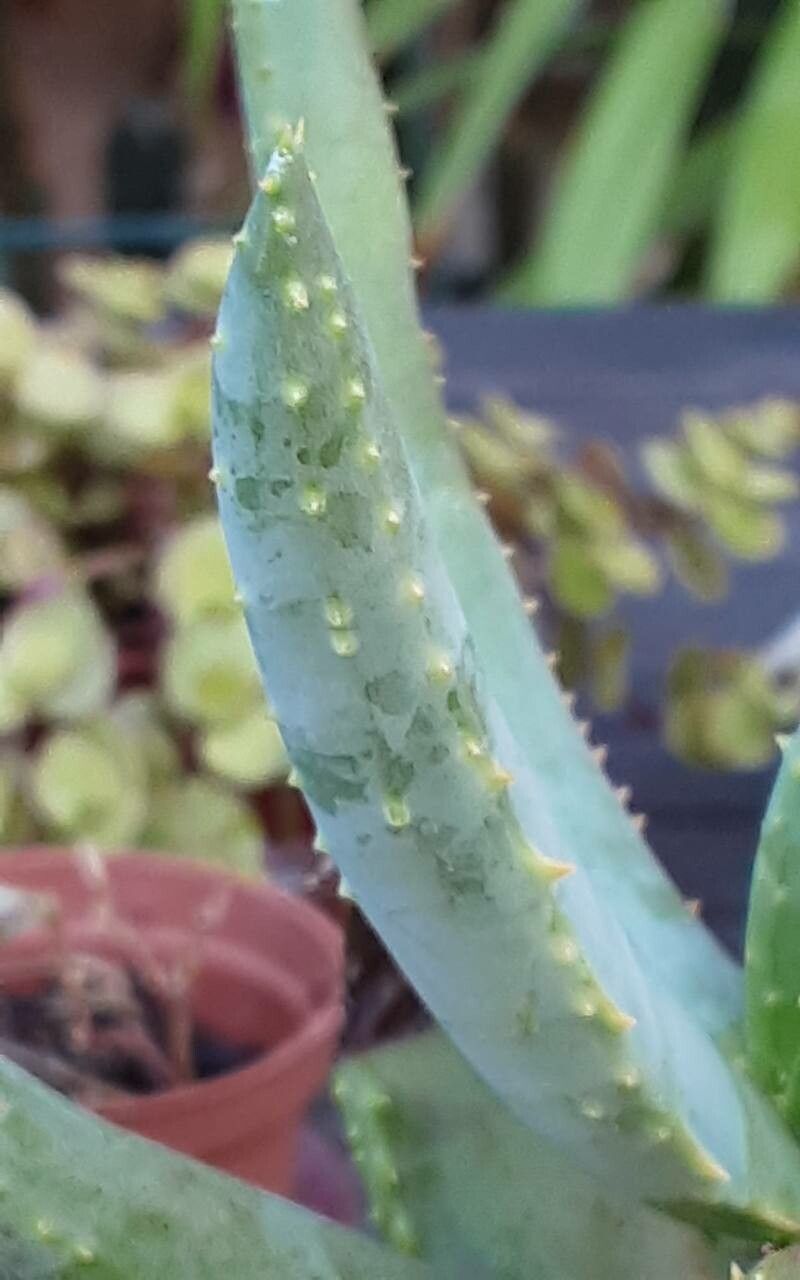 Aloidendron ramosissimum leaf