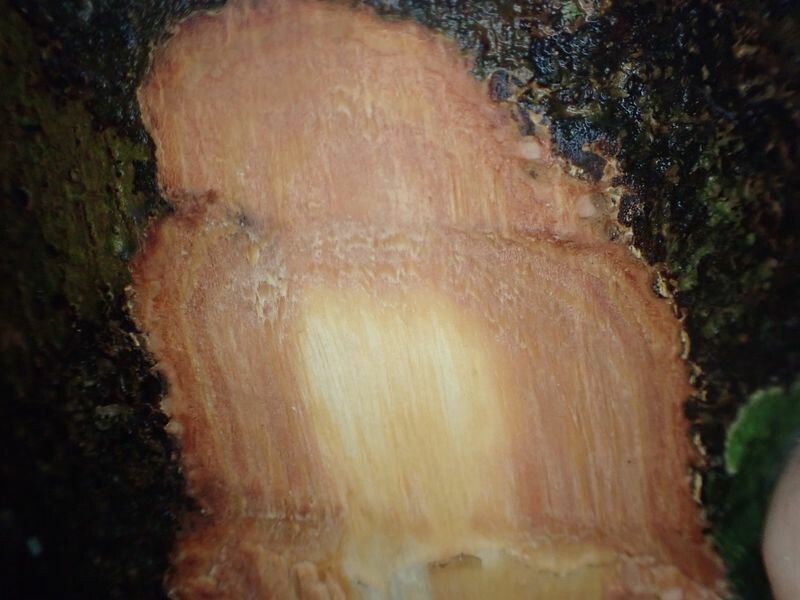 Lecaniodiscus cupanioides bark