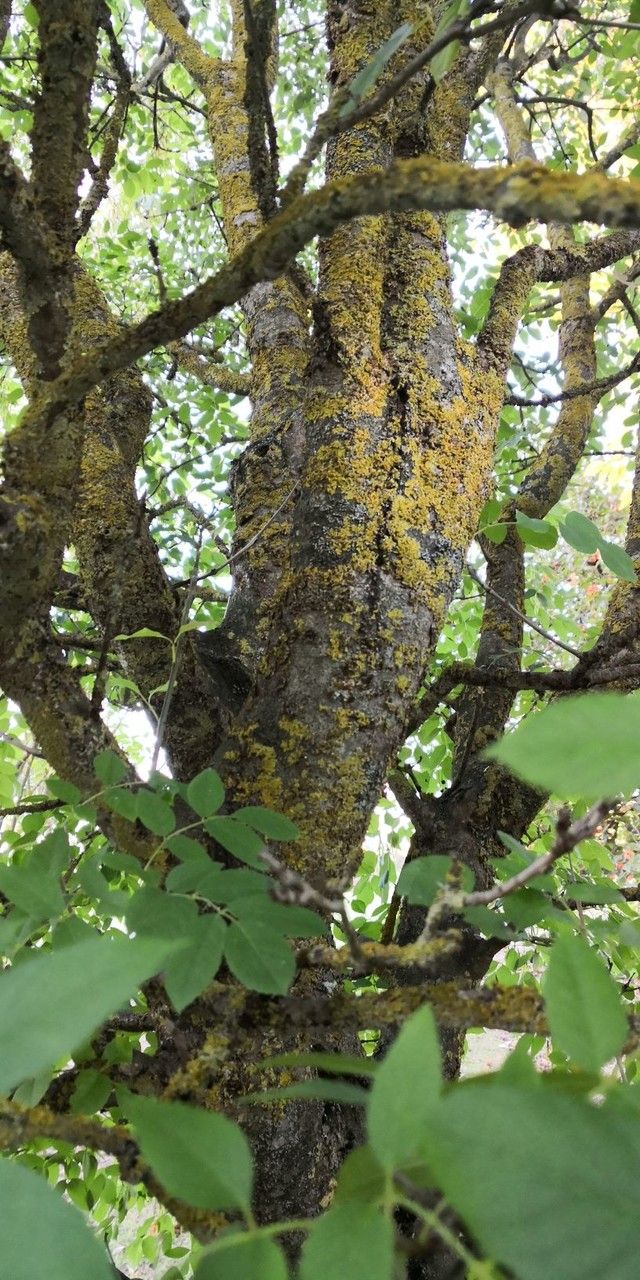 Fraxinus bungeana bark