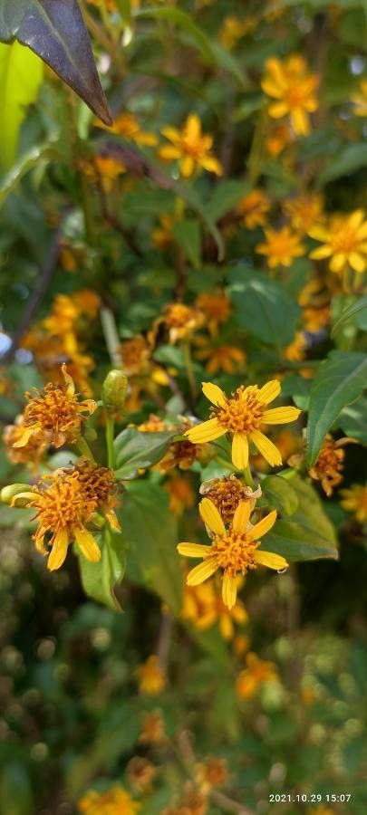 Calea pinnatifida flower