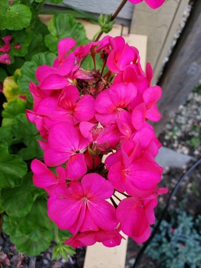 Pelargonium × hortorum flower