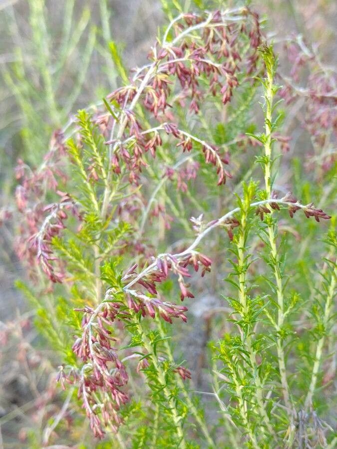 Cassinia sifton habit