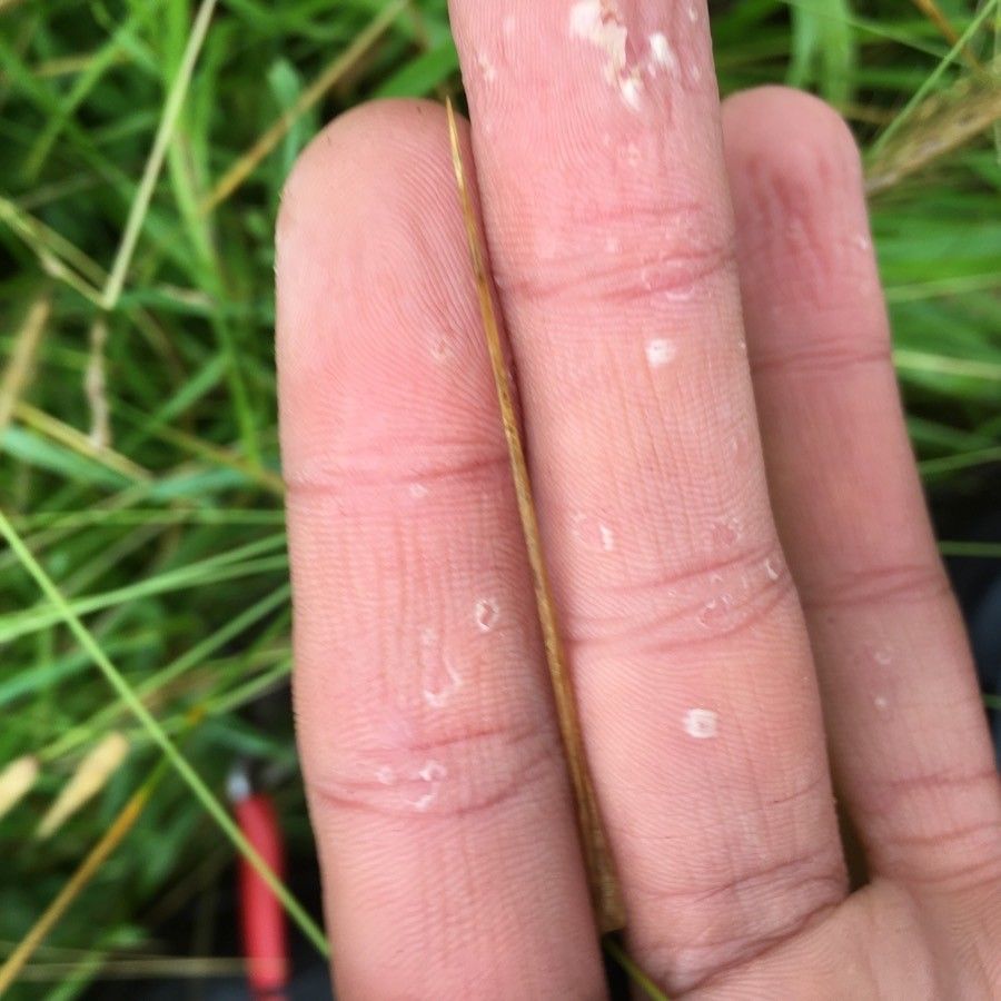 Hordeum secalinum — search result for 'Hordeum'