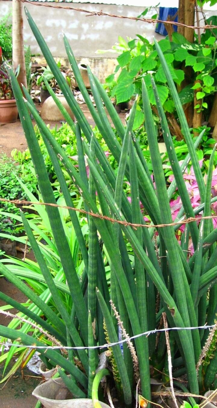 Sansevieria pearsonii leaf