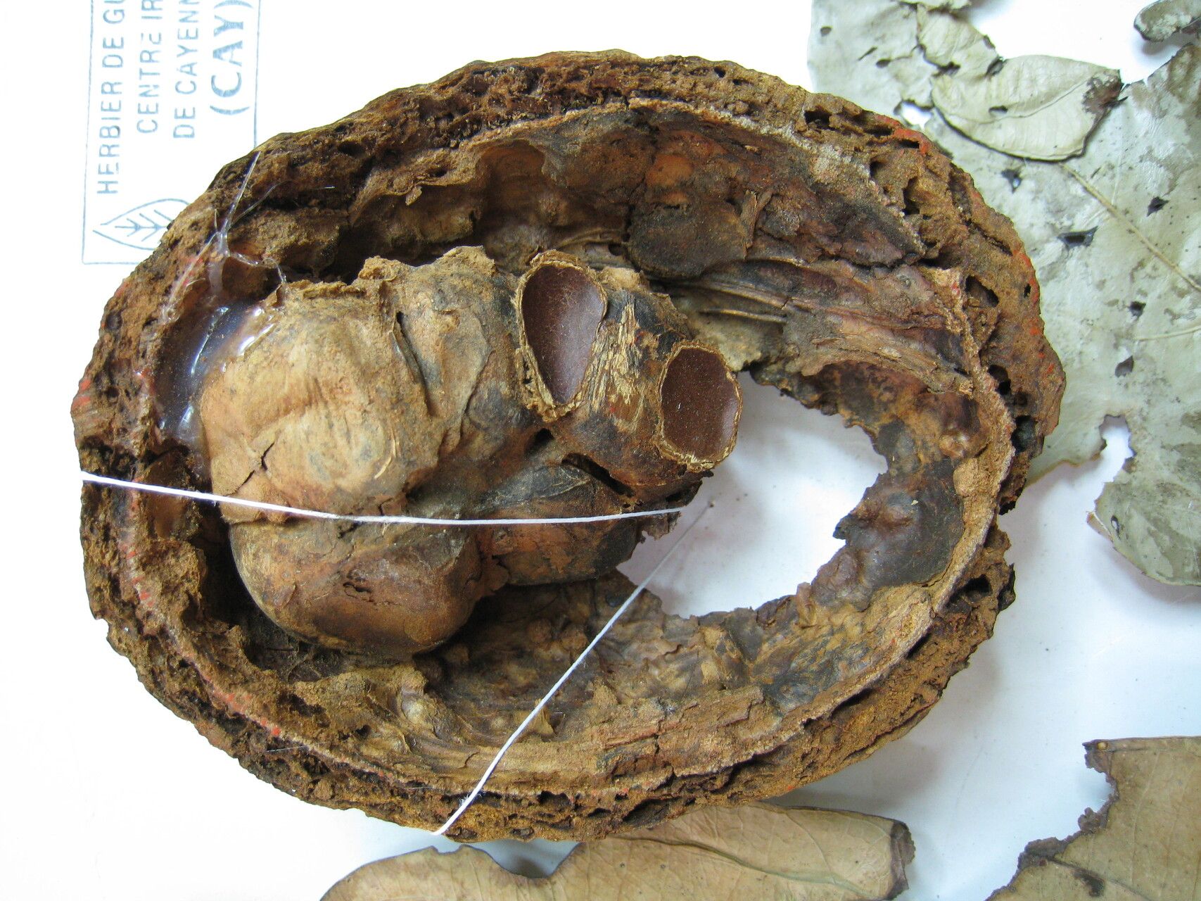 Tontelea attenuata — related species from the same genus