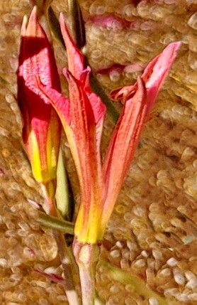 Alstroemeria marticorenae — search result for 'Alstroemeria'