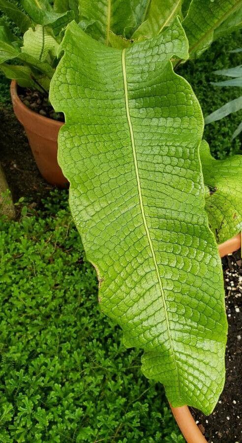 Thelypteris gigantea — search result for 'Thelypteris'