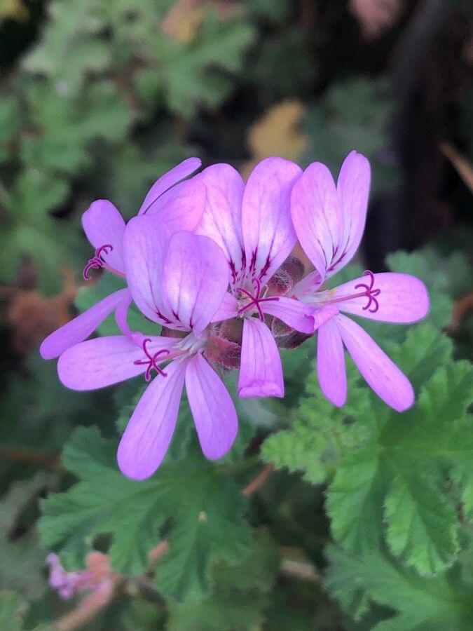 Pelargonium panduriforme flower