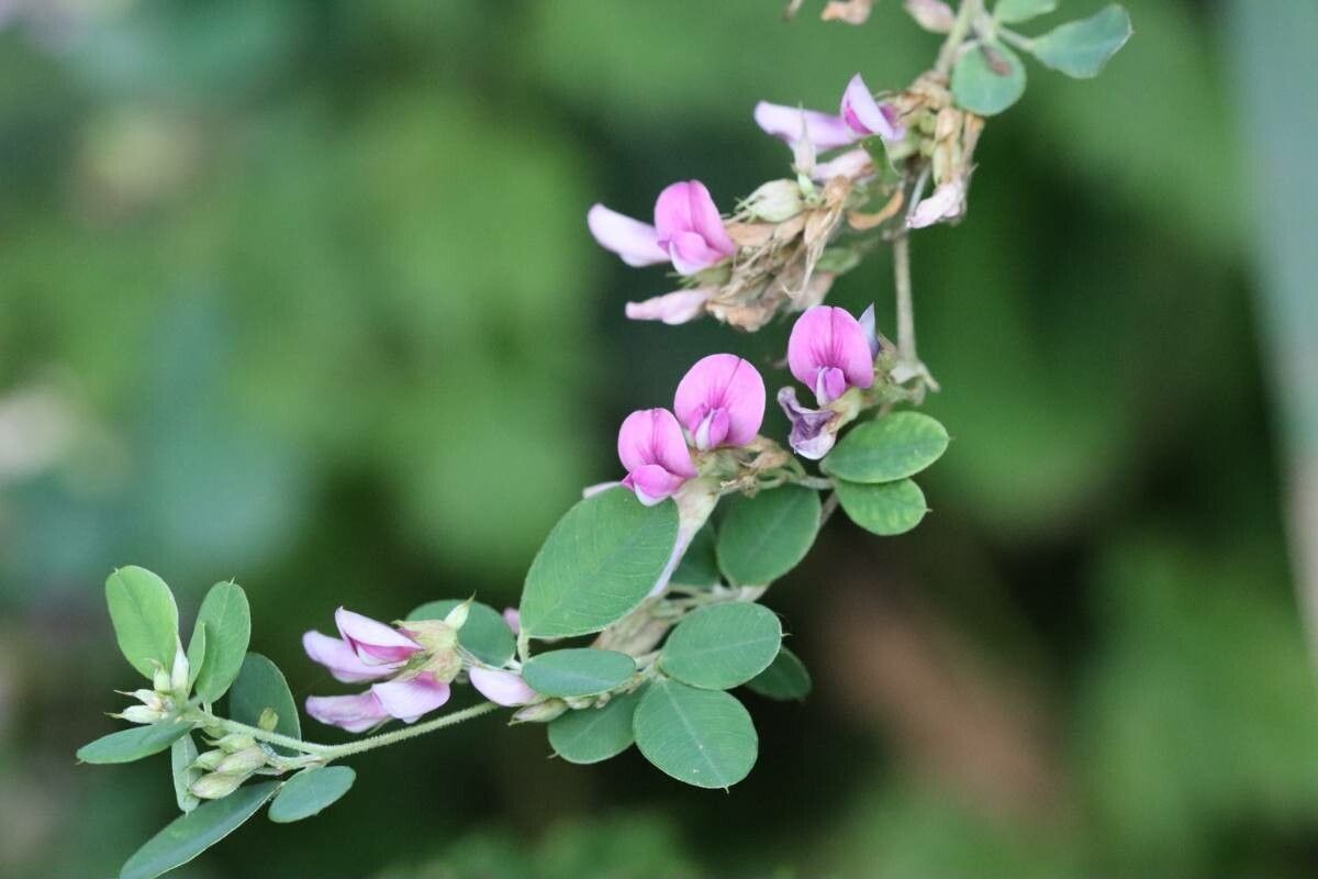 Lespedeza cyrtobotrya