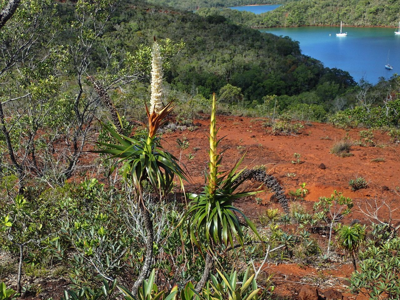 Dracophyllum verticillatum habit