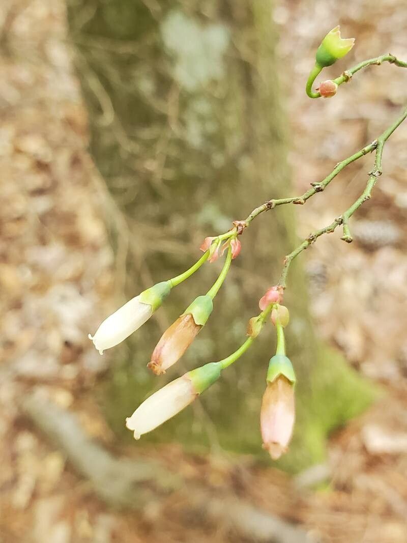 Vaccinium elliottii flower