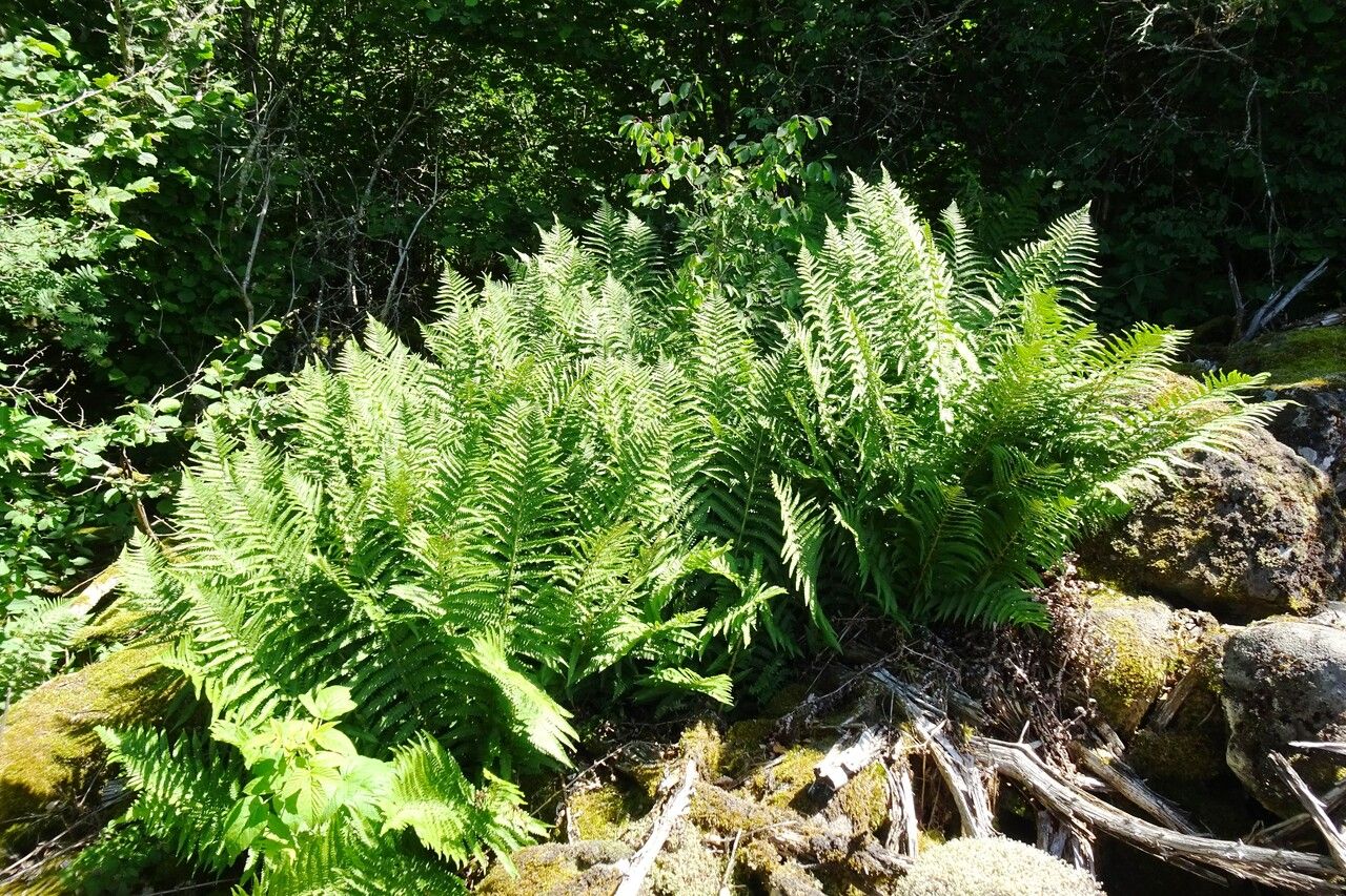 Dryopteris oreades habit