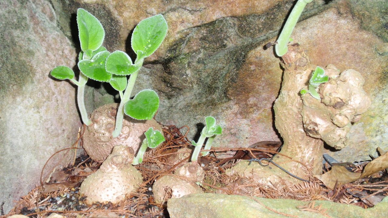 Sinningia macropoda — search result for 'Sinningia'