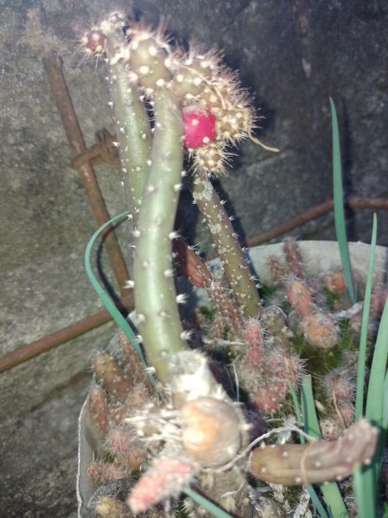 Opuntia schickendantzii leaf