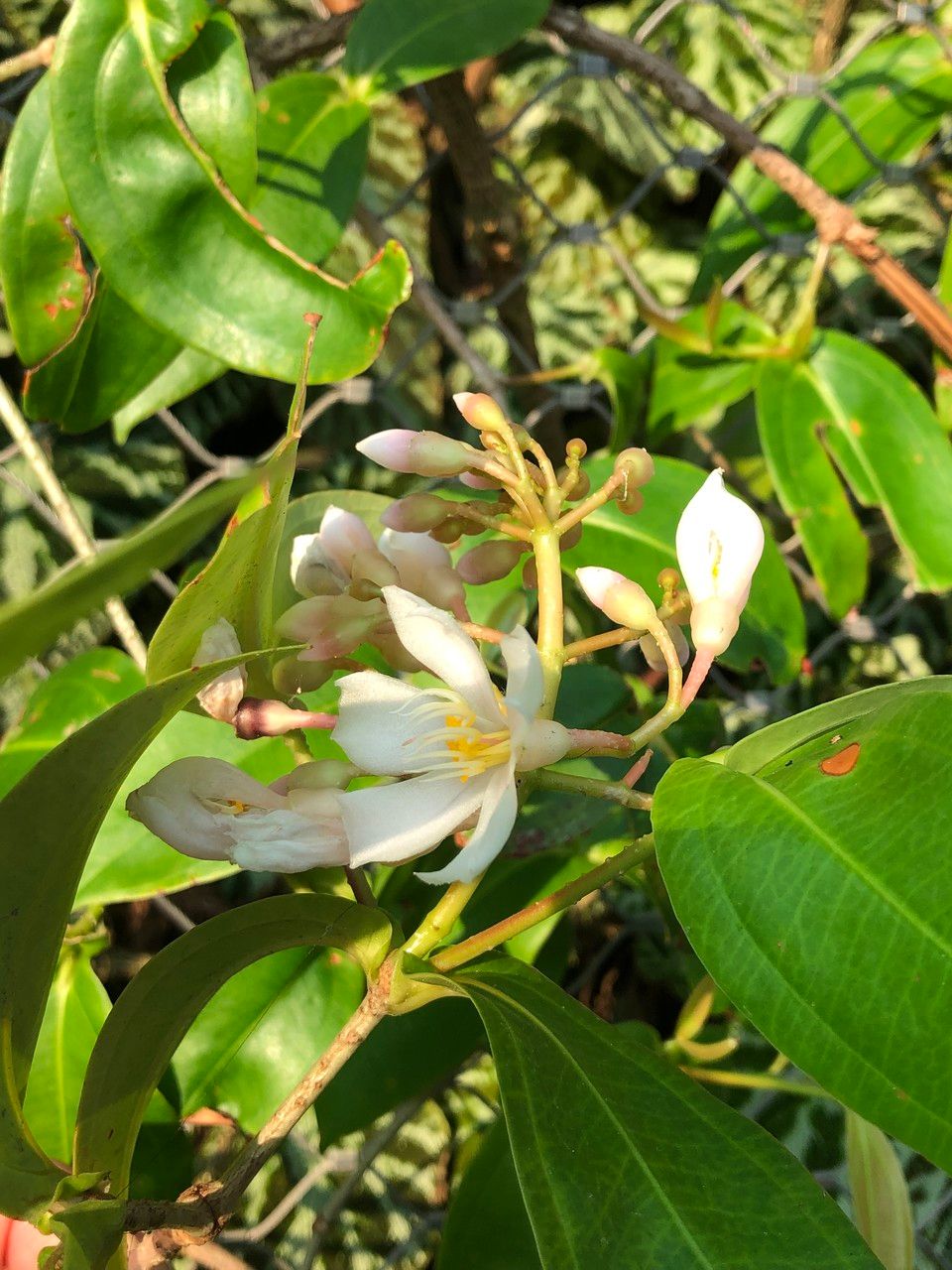Medinilla crassifolia flower
