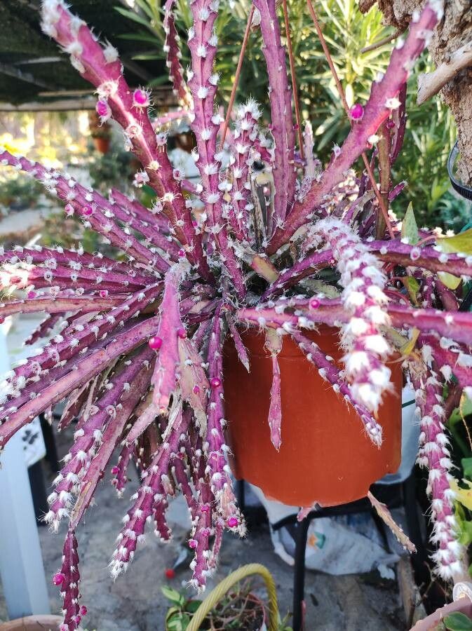 Lepismium cruciforme flower