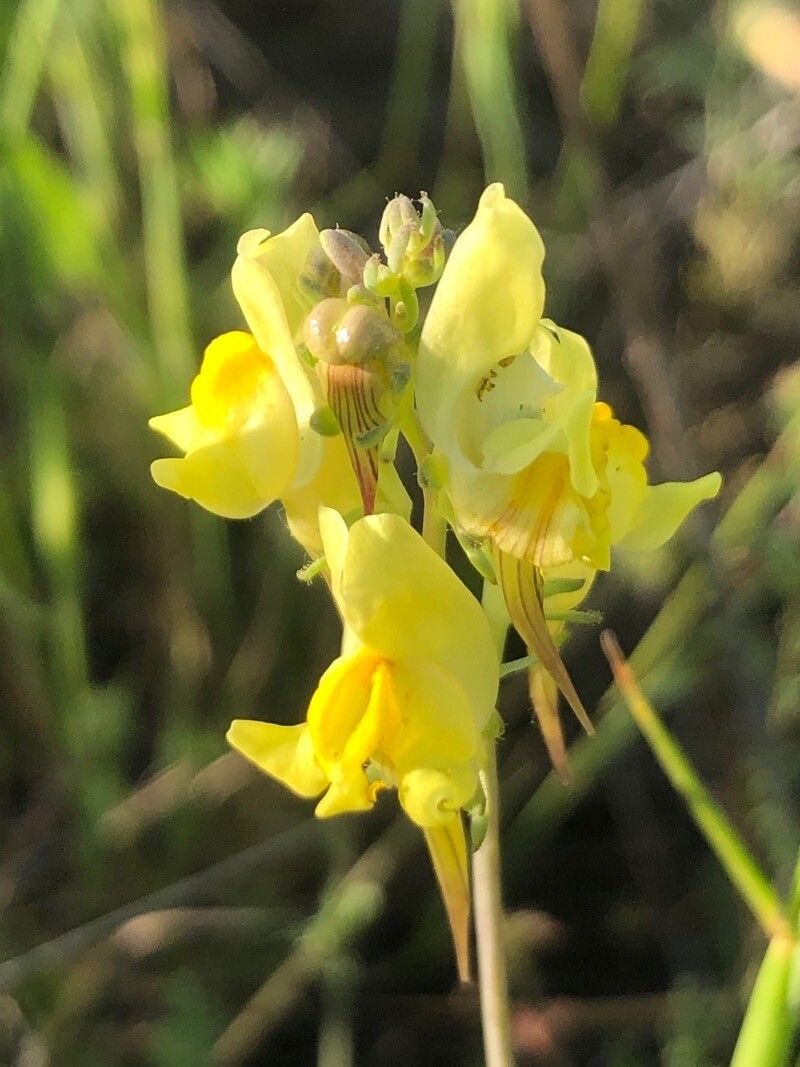 Linaria caesia — search result for 'Linaria'