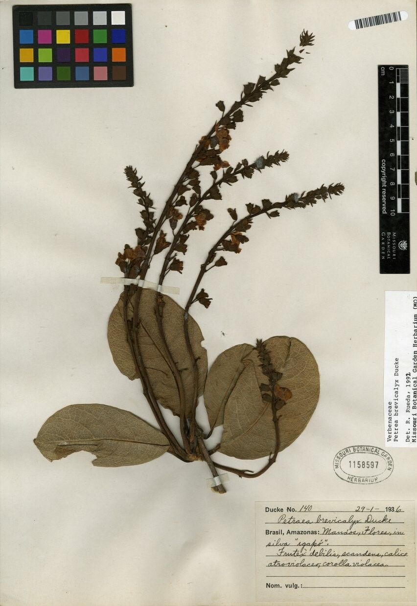 Petrea brevicalyx other