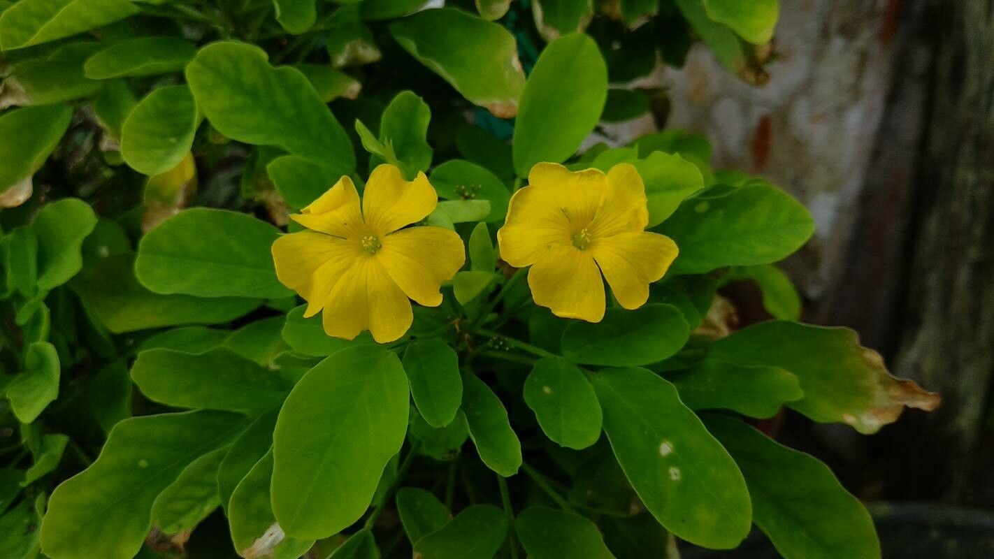 Oxalis frutescens habit