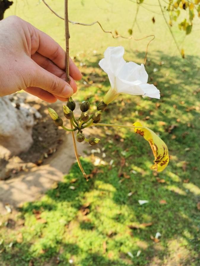 Ipomoea arborescens fruit