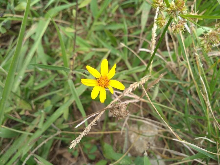 Aldama dentata flower