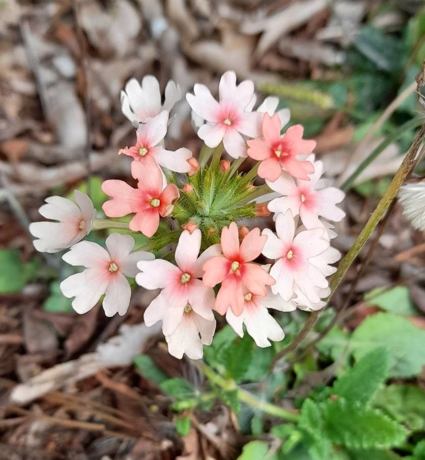 Glandularia nana flower