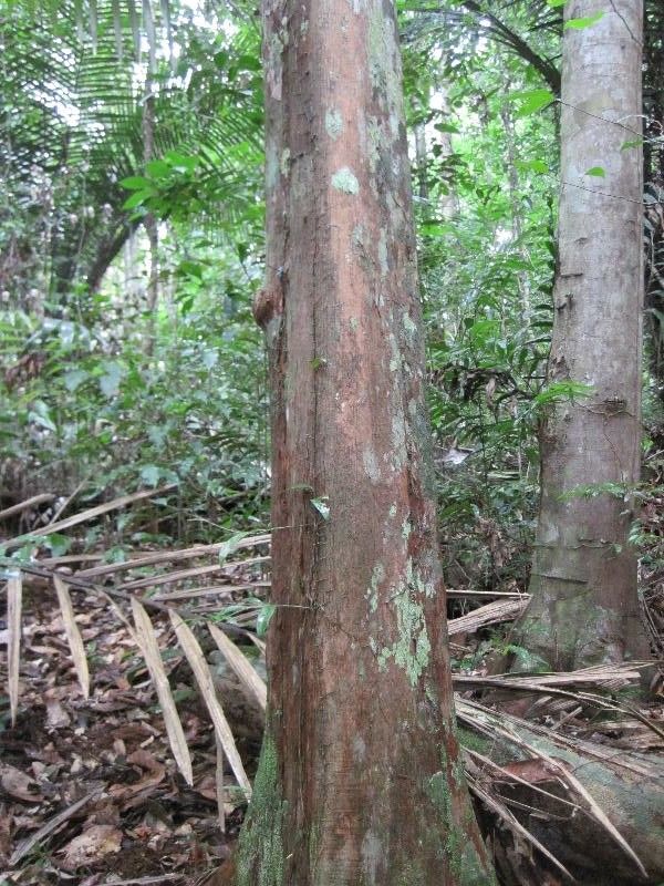 Pouteria grandis habit