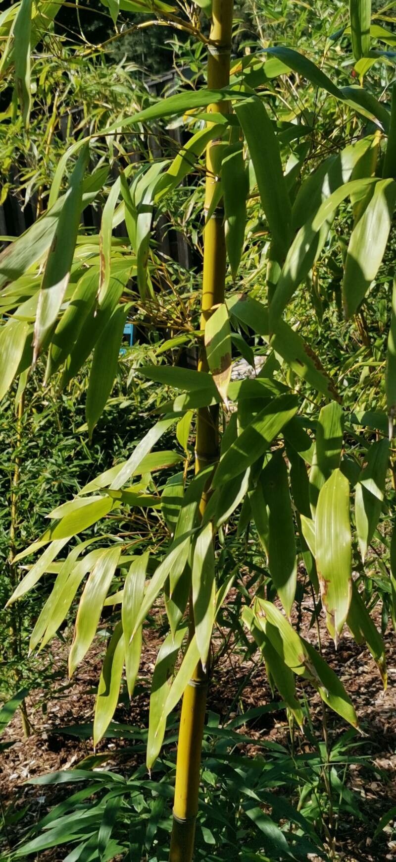Phyllostachys violascens — search result for 'Phyllostachys'
