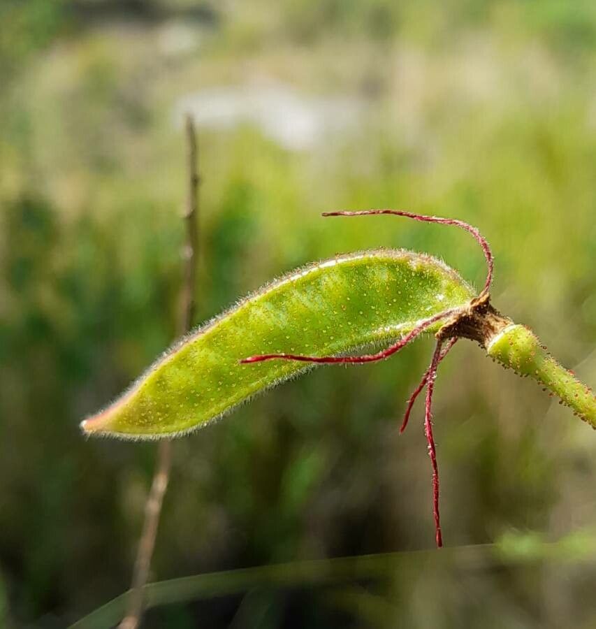 Caesalpinia gilliesii fruit