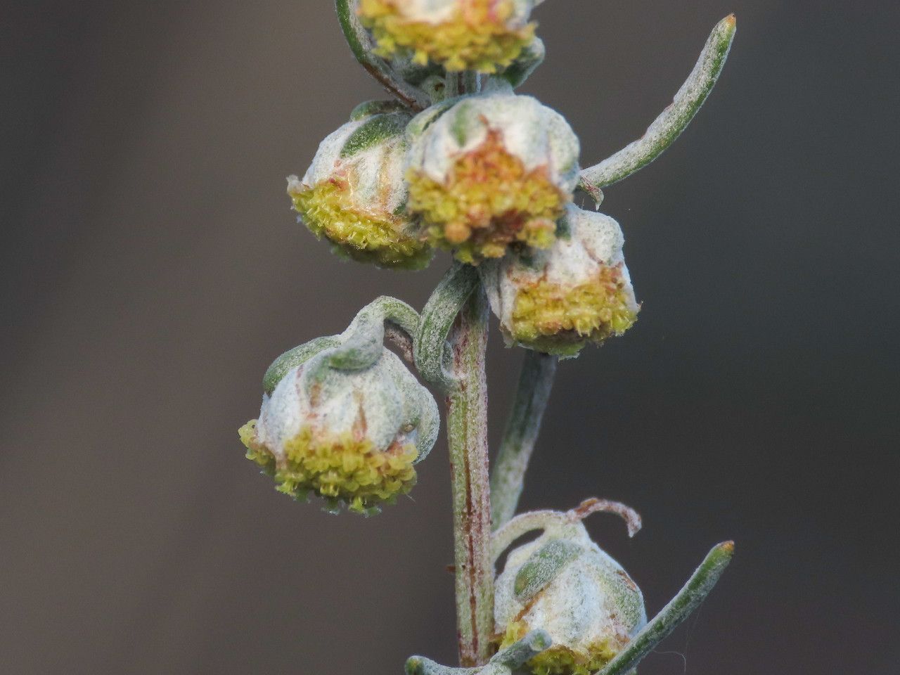 Artemisia alba flower