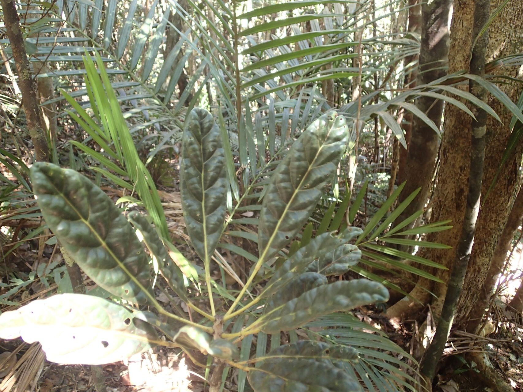 Elaeocarpus hortensis — houseplant care guide