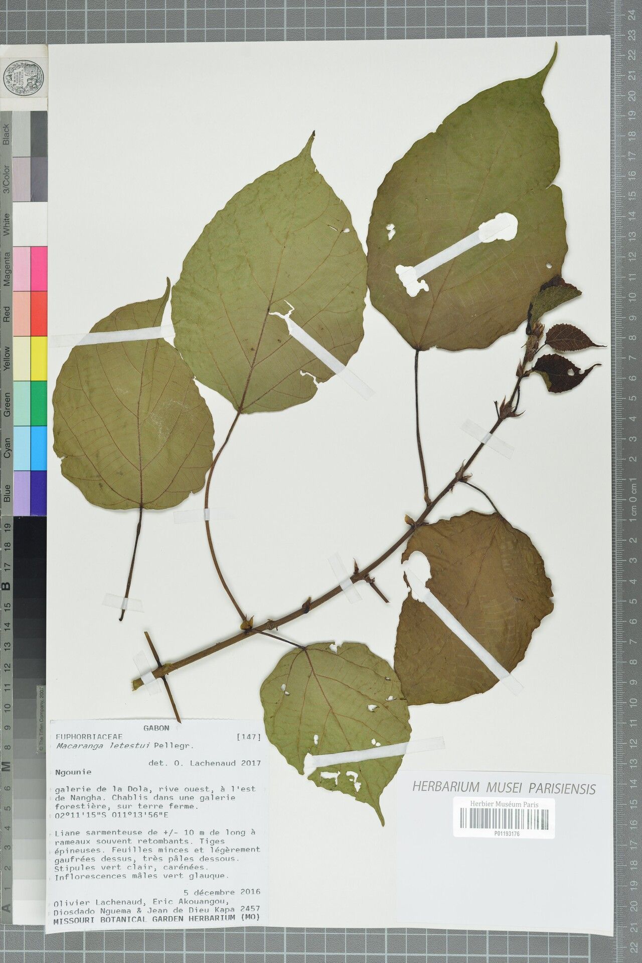 Macaranga letestui — houseplant care guide