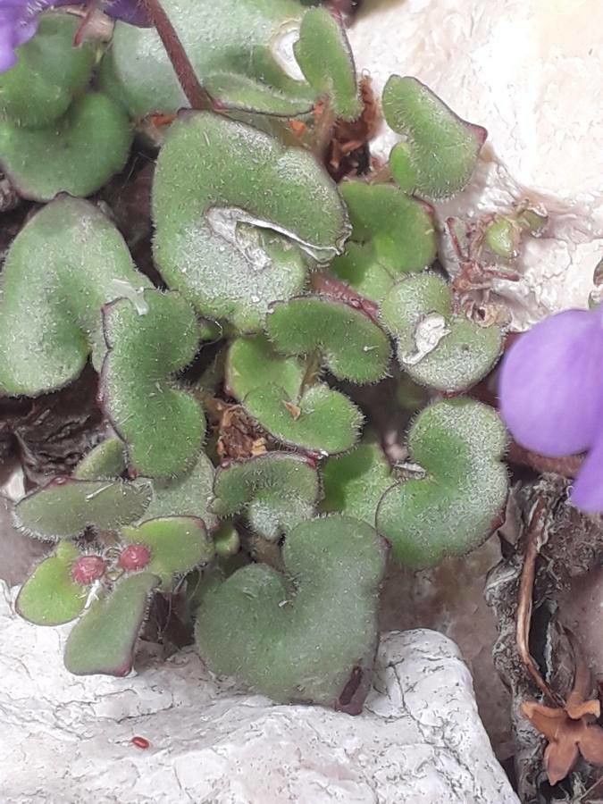 Cymbalaria pallida — search result for 'Italy'