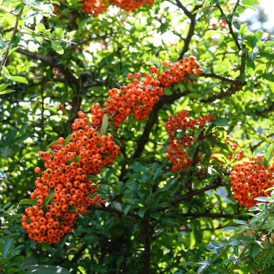 Pyracantha rogersiana flower