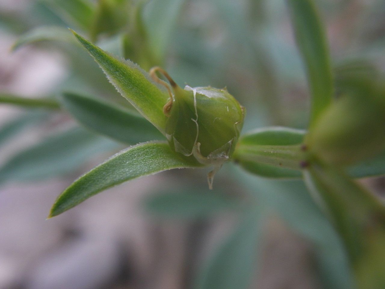 Linum campanulatum fruit