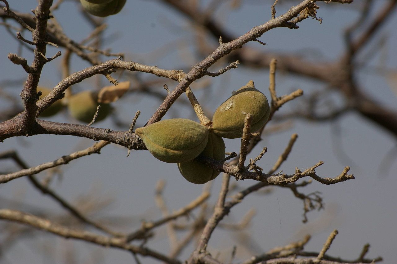 Sterculia setigera fruit
