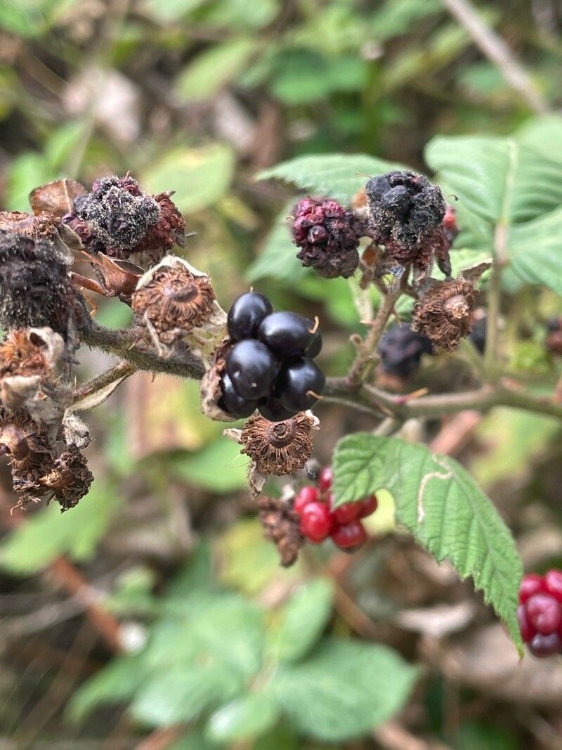 Rubus armeniacus fruit