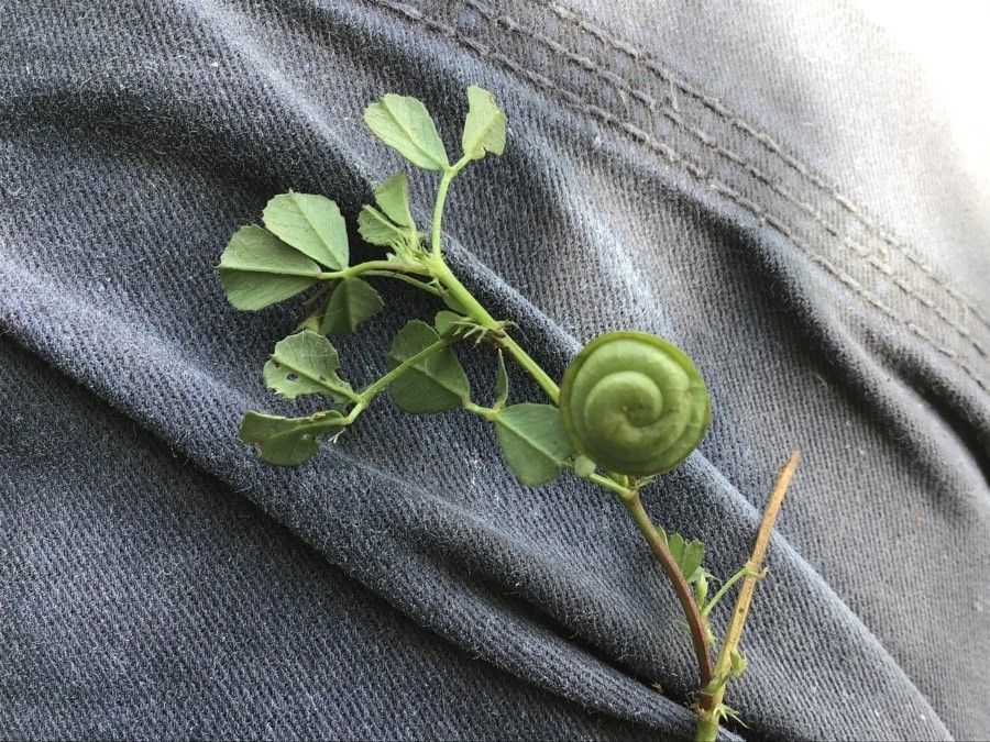 Medicago orbicularis leaf