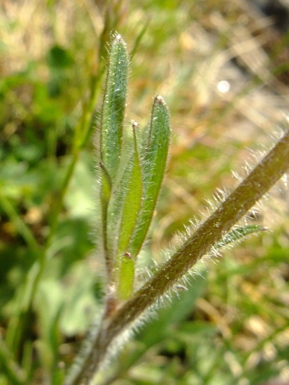 Ranunculus montanus fruit