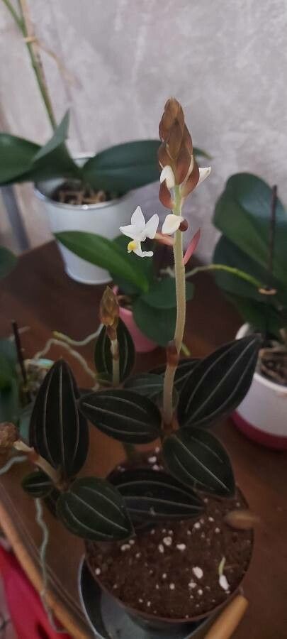 Ludisia discolor flower