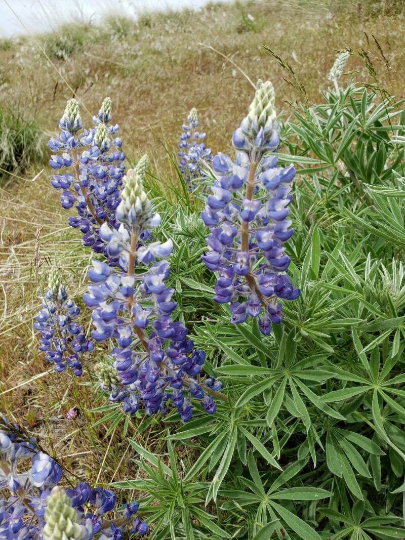 Lupinus sulphureus flower
