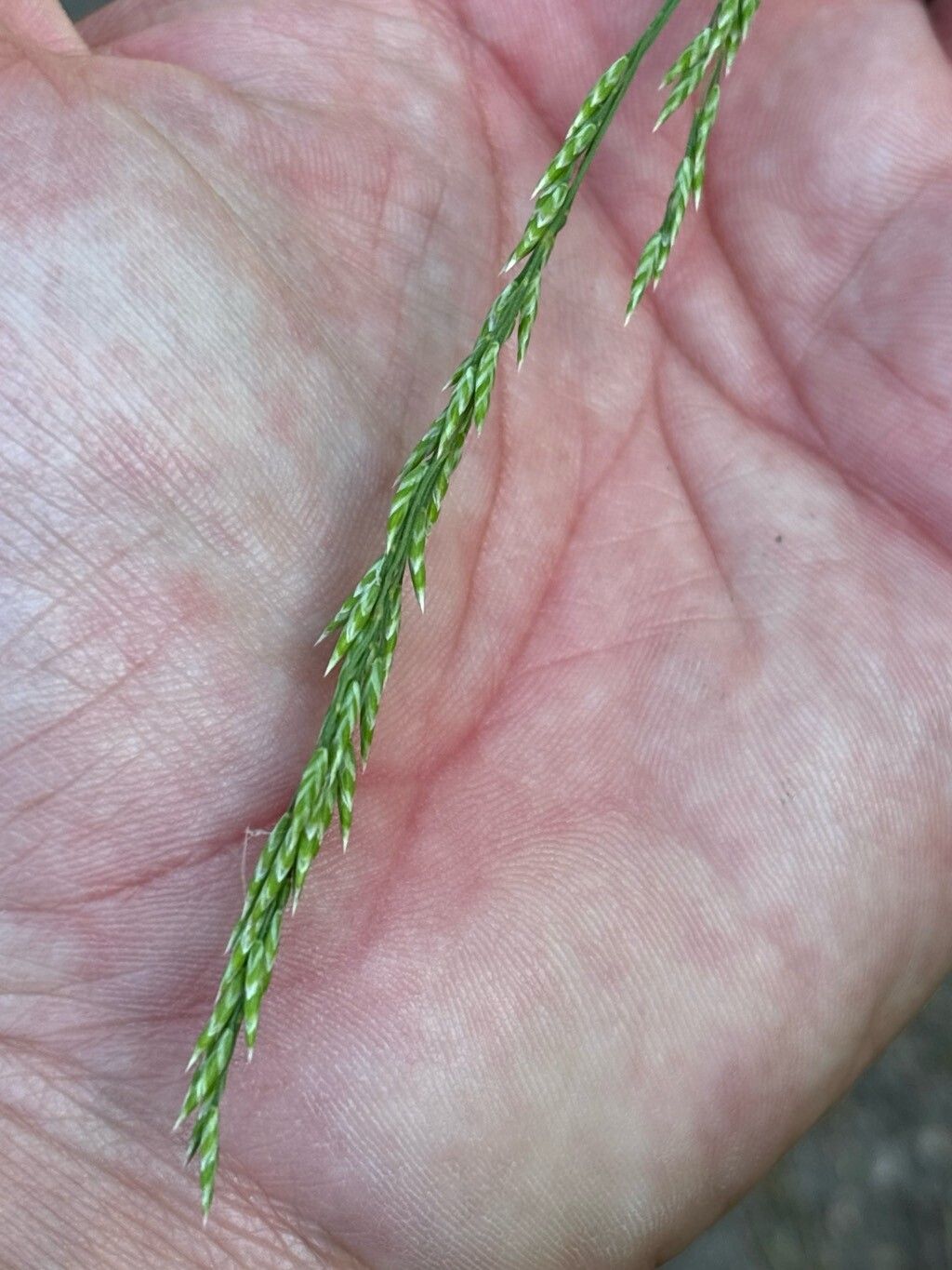 Festuca elegans flower