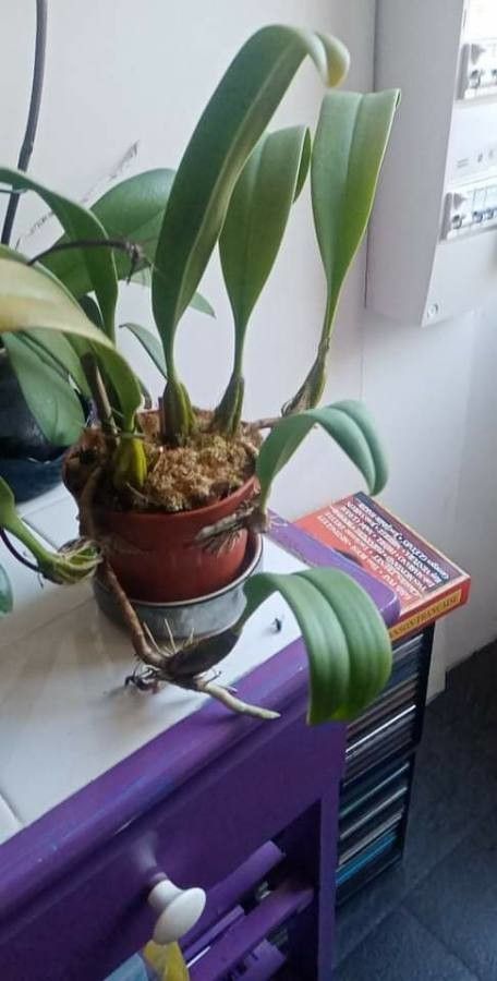 Bulbophyllum picturatum leaf