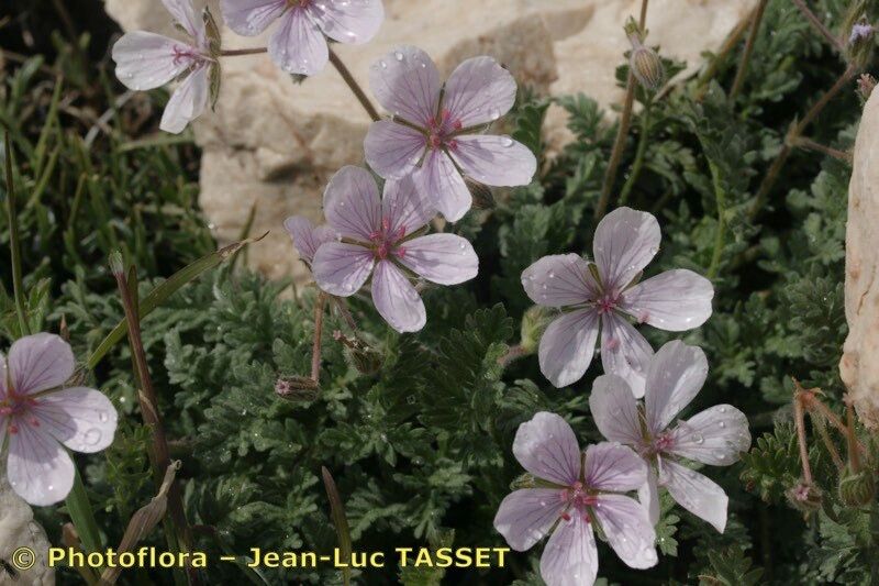 Erodium saxatile habit