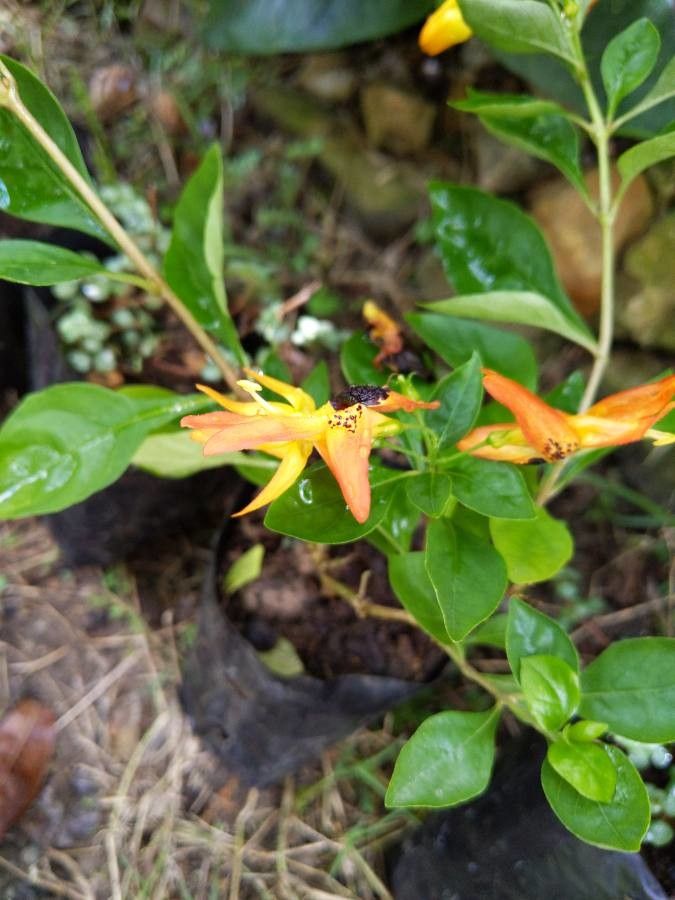 Ruttya fruticosa flower