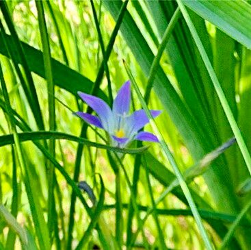 Romulea engleri — search result for 'Romulea'