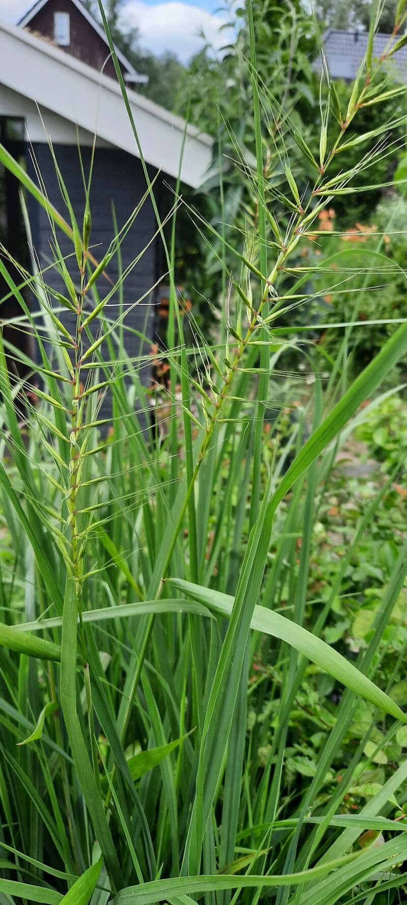 Hystrix patula flower