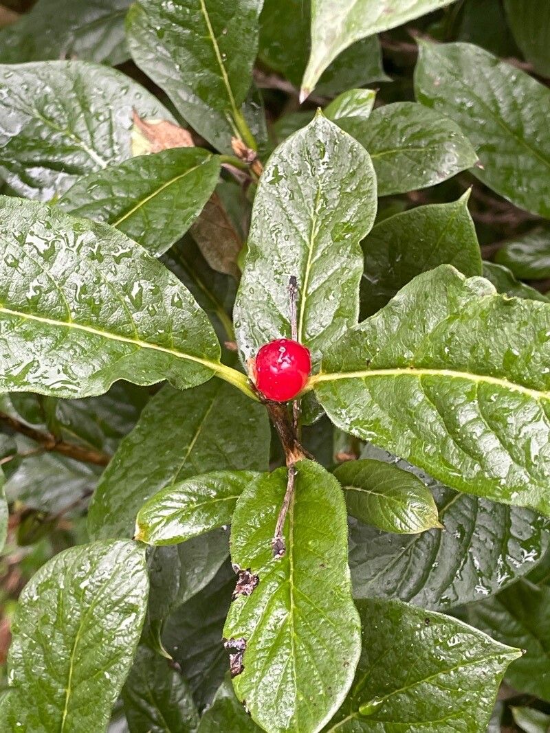 Lonicera alpigena fruit