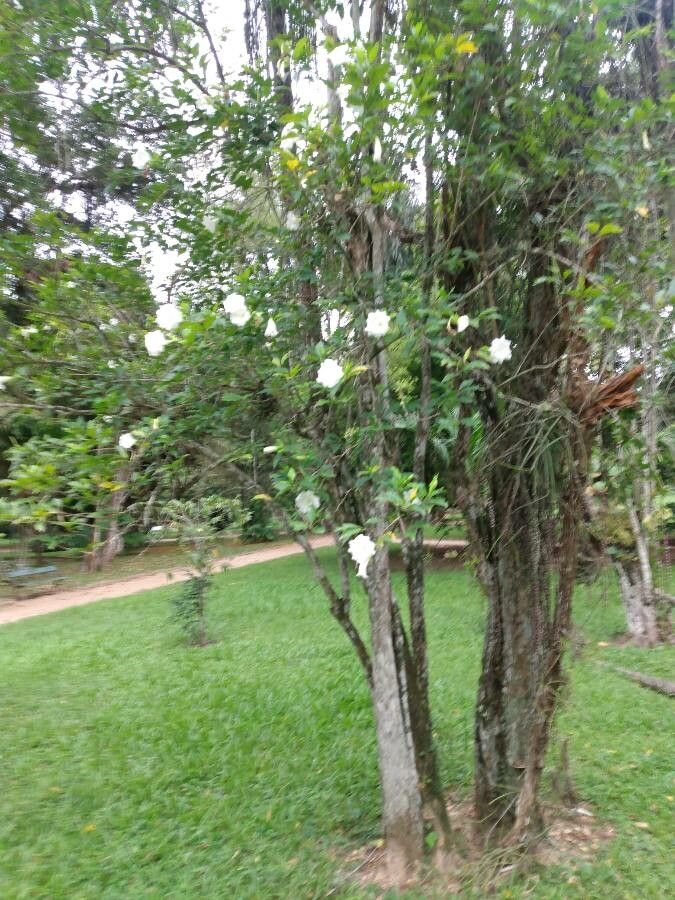 Dolichandrone spathacea habit