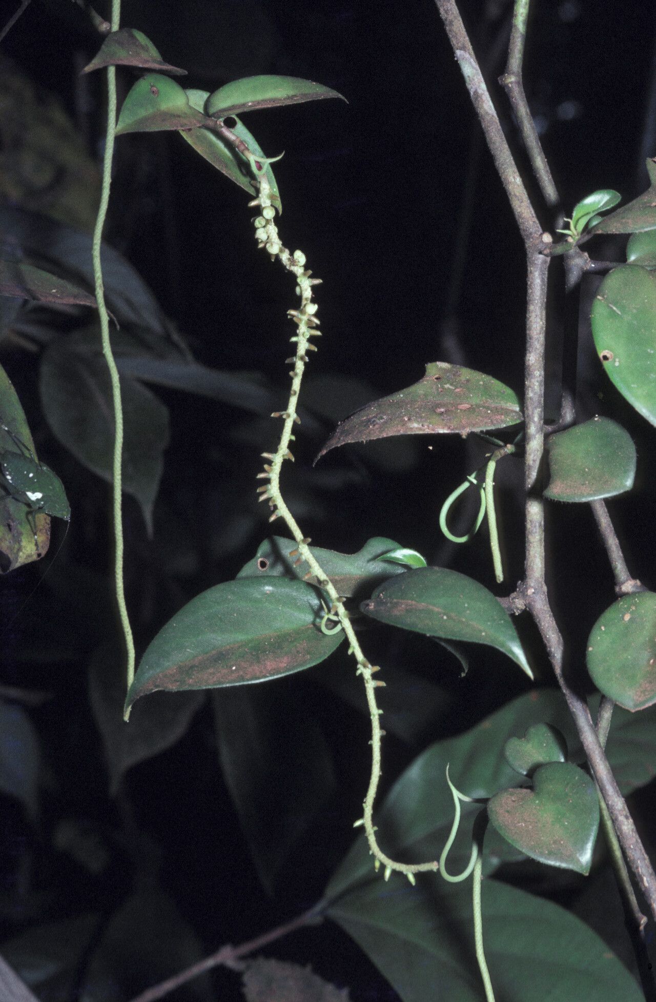 Peperomia macrostachyos leaf